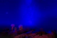 Desert Night Glow�